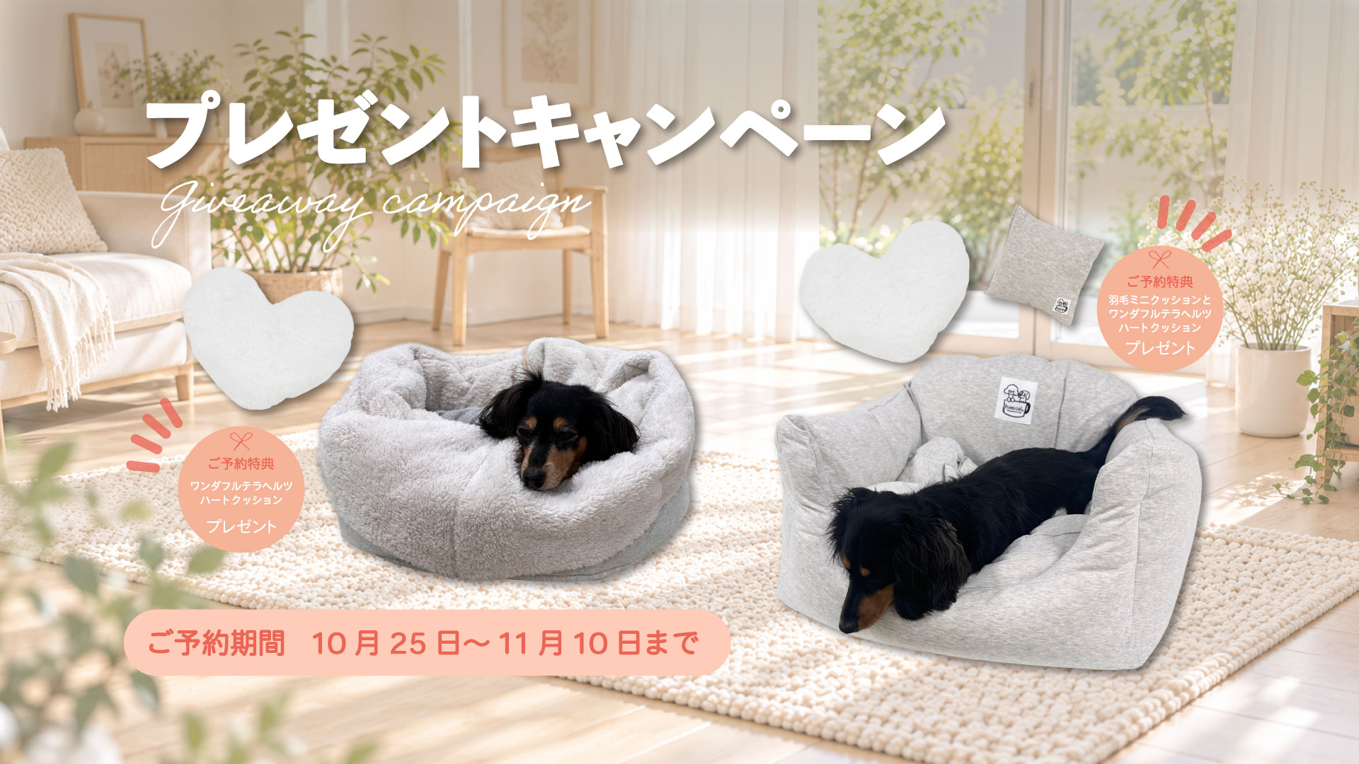 羽毛プレゼントcp