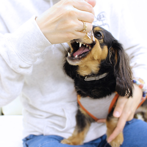 歯磨きをする看板犬