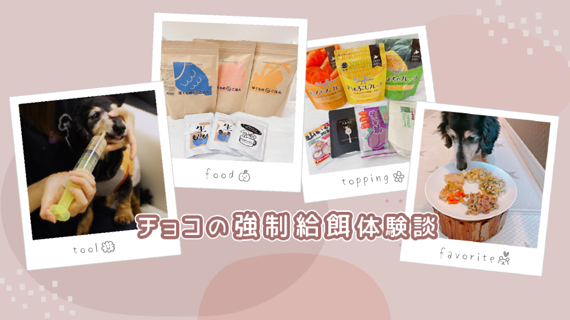 チョコの強制給餌体験談