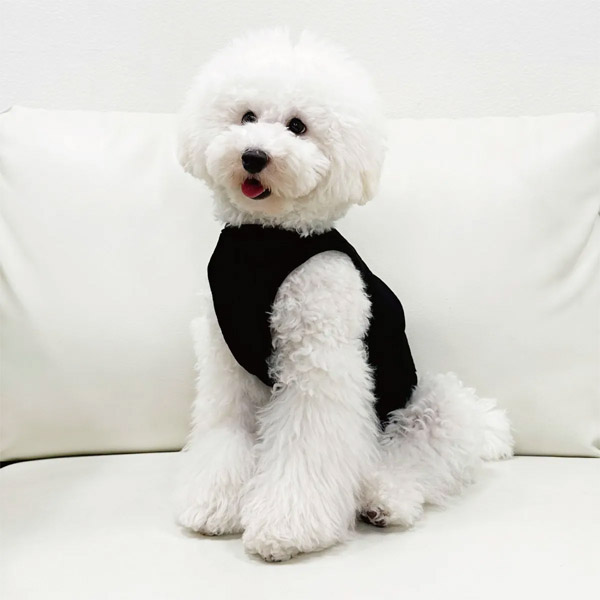 モデル犬:アポロン
