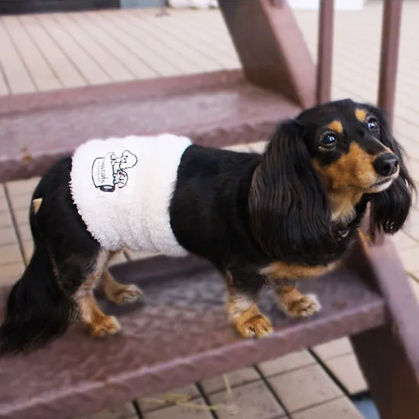 モデル犬:チップ
