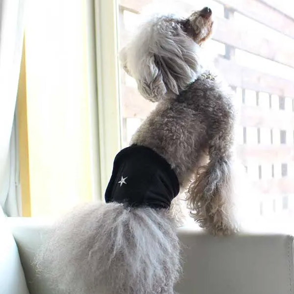 モデル犬:ポンム