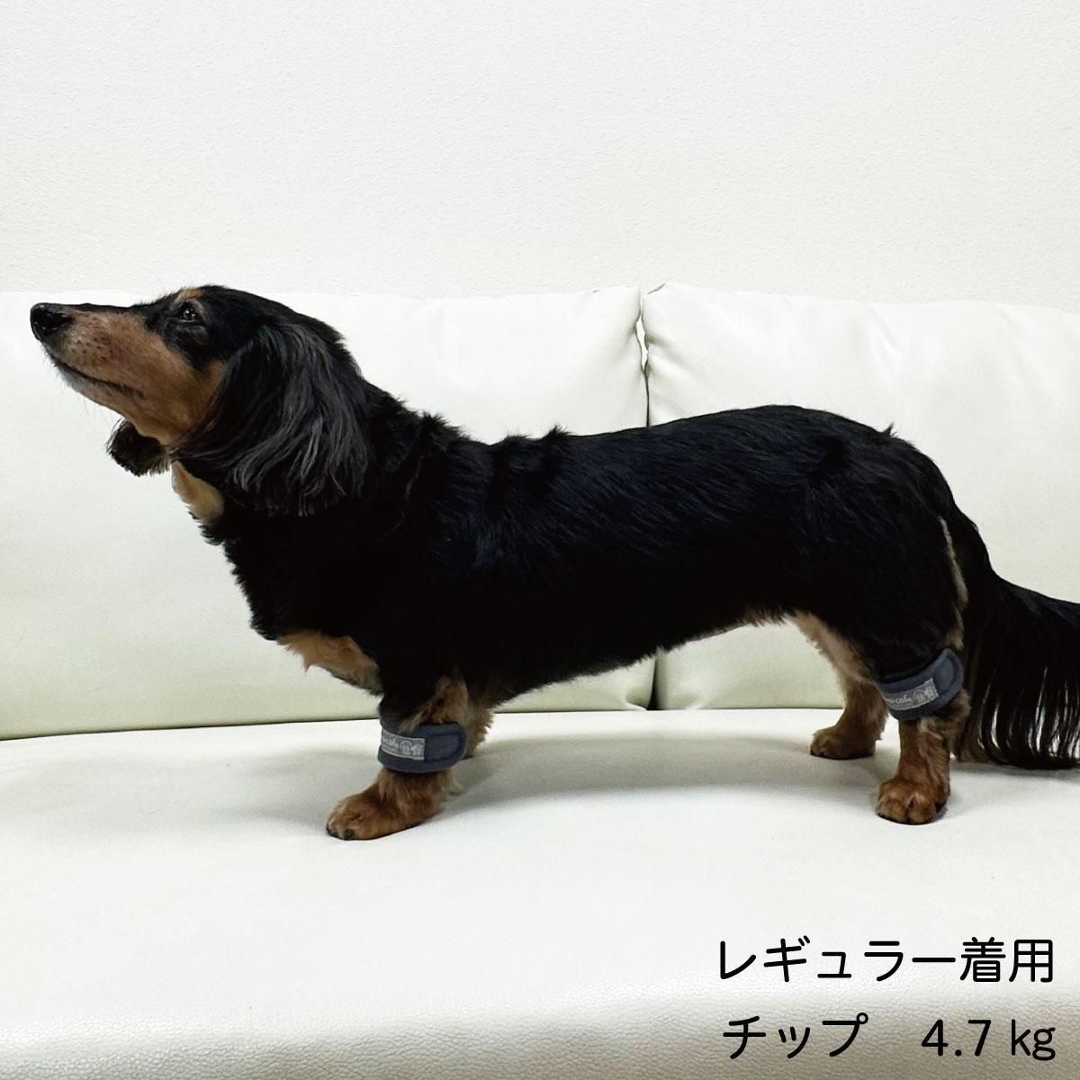 ひまカフェ×STEP EQT ワンダフルテラヘルツ 歩けるくん 犬用アンクル
